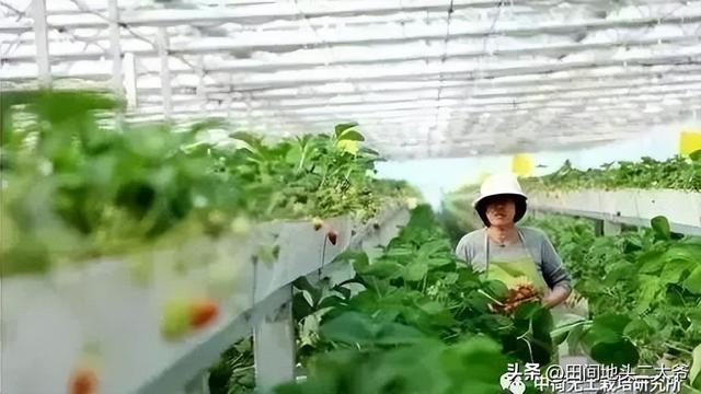 绿色生态蔬菜栽培技术