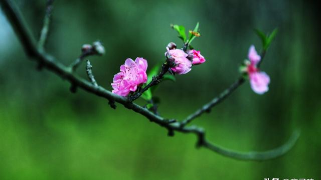 《西风颂》赏析