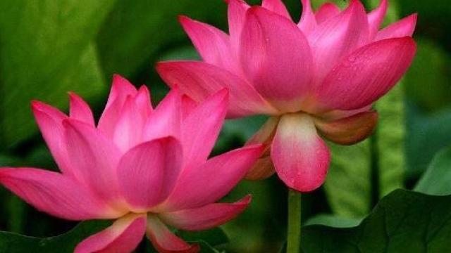 小暑励志古诗