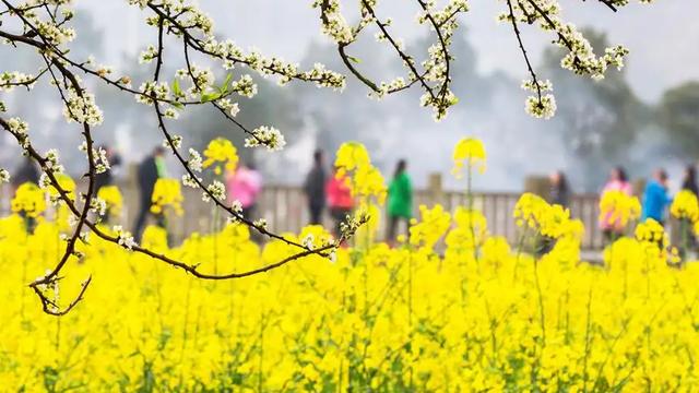 关于花朵的古诗