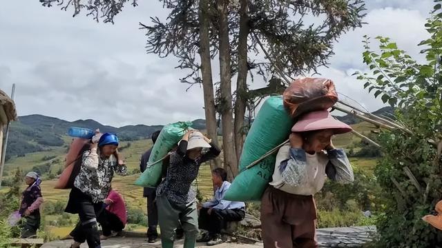 关于夏天的树的诗句有哪些