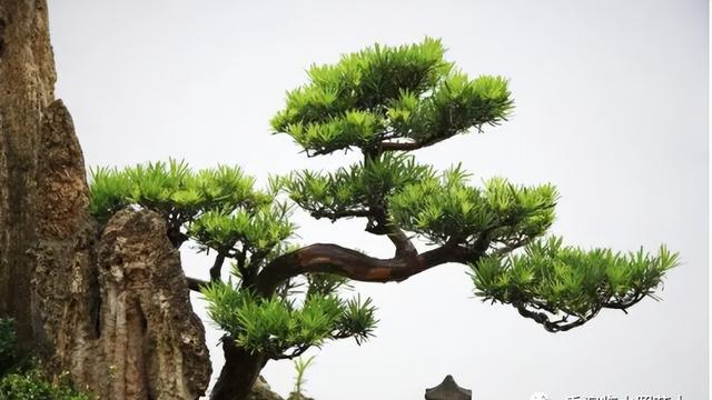 我最爱的植物作文