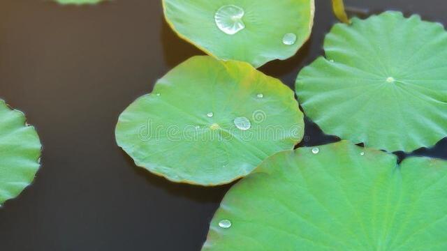 荷花与荷叶诗句