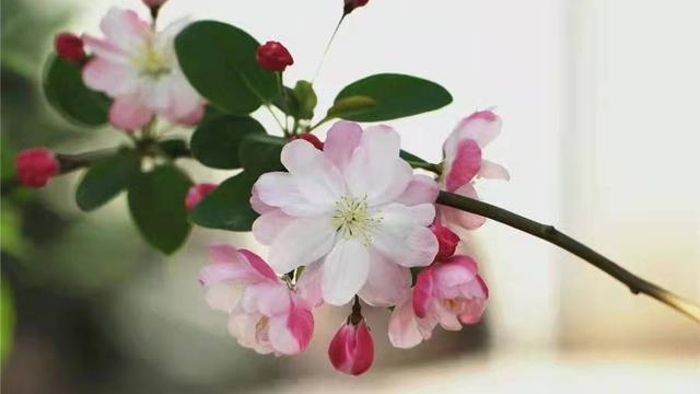 菩萨蛮温庭筠诗句赏析
