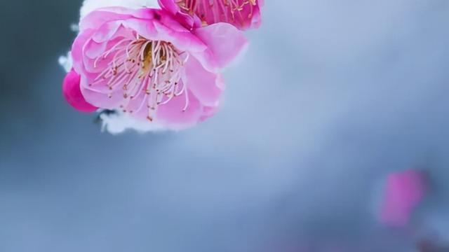 描写梅花的经典古诗词
