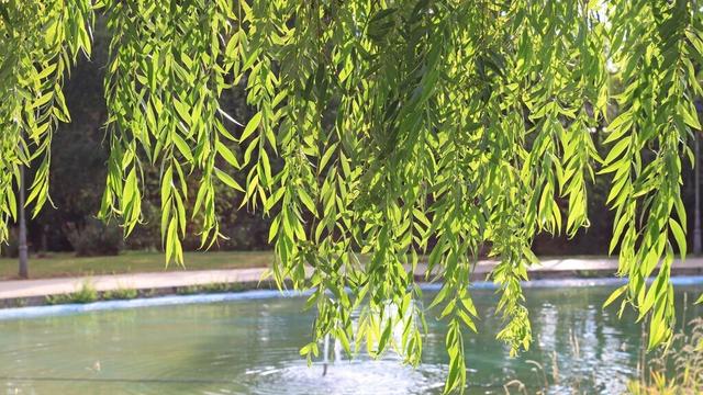 描写柳树湖水的优美诗词