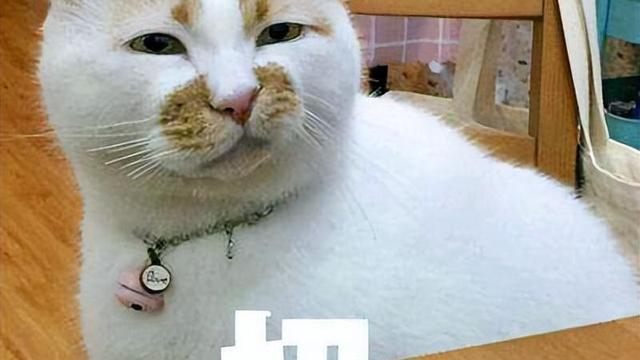 梦见赶猫是什么意思呢