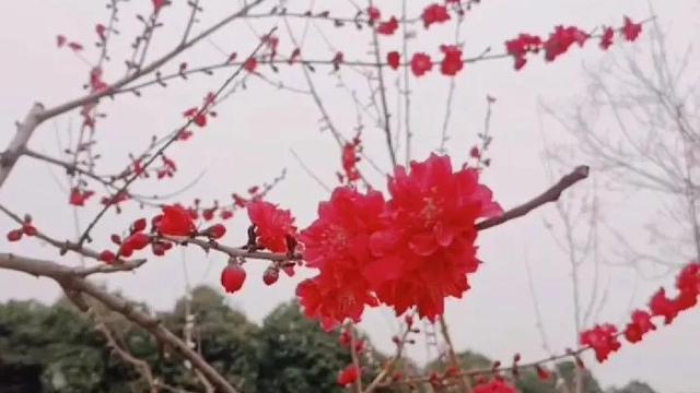 范进中举续写范文精选
