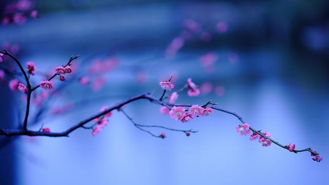 关于梅花的诗歌有哪些