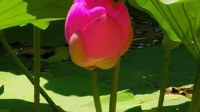 最经典的夏至古诗词
