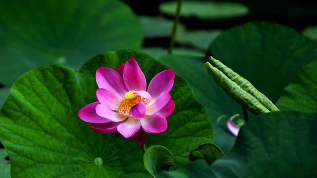 关于流苏花唯美的诗句