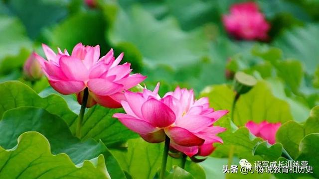 关于家乡写景的作文600字汇总