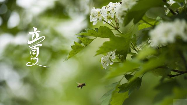 立夏诗词14首