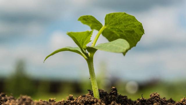 【经典】成长的足迹作文