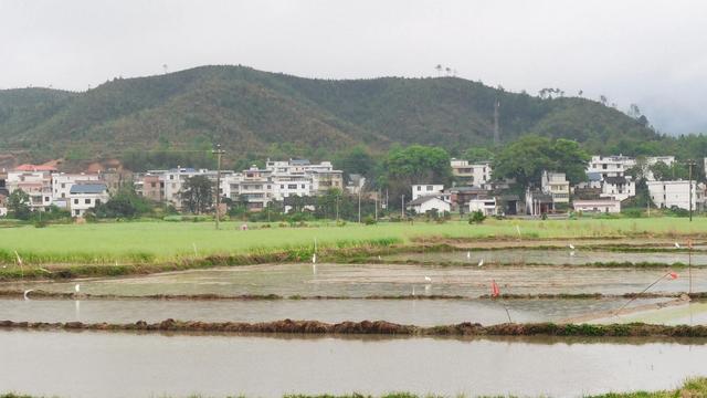 田园小景作文精选