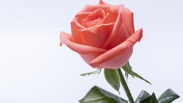 有关妈妈的手满分作文