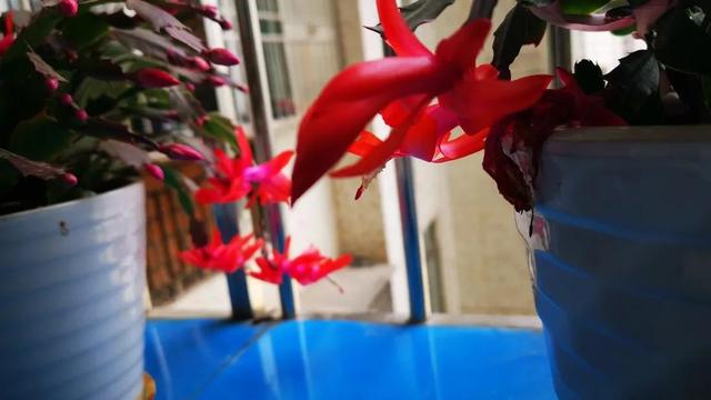 少年与花的诗句