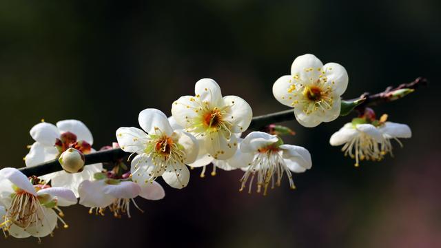 一枝花的诗句