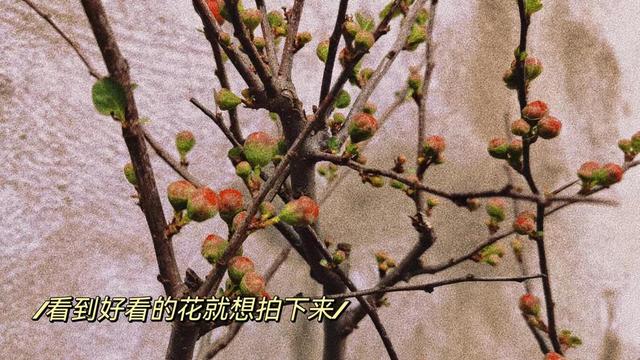 有关亲近自然作文