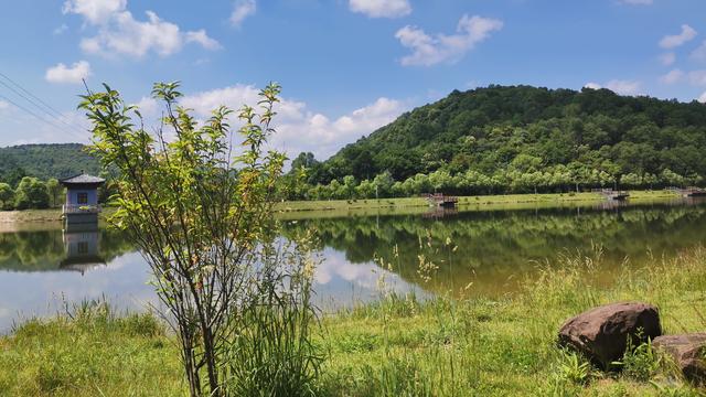 描写花的比喻句子大全十字以内