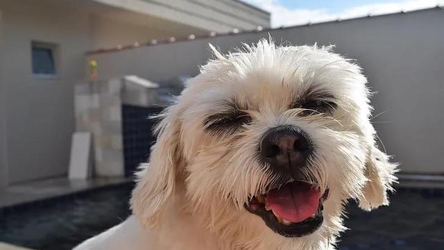 狗狗陪伴说说
