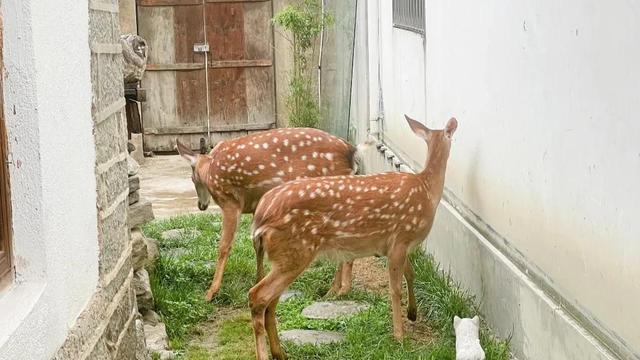 大理旅游日记精选