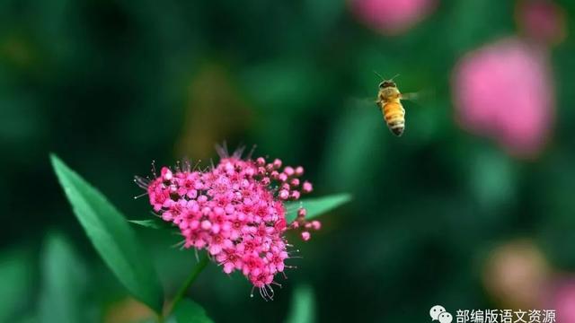 语文四年级课堂学习教案七篇