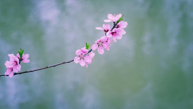 在桃花盛开的地方模板