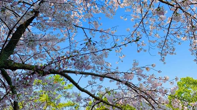 飞鸟集读后感 