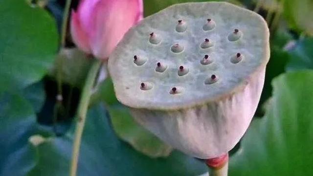 关于小暑的现代诗词七律