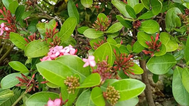 繁花满路作文