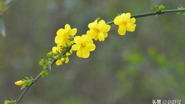 迎春花的现代诗句