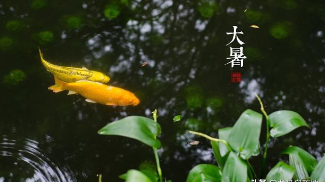 大暑古诗十首