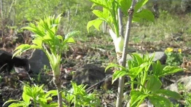 故乡的野菜(节选)