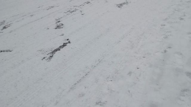 观雪作文大全400字