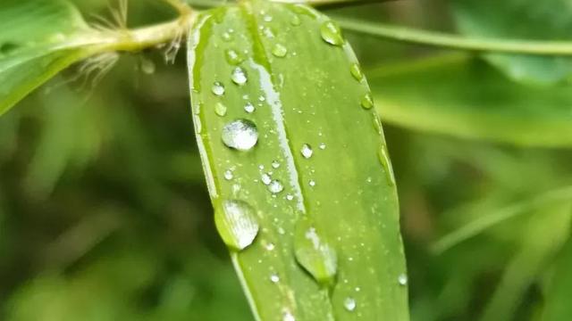 清晨的小雨诗句