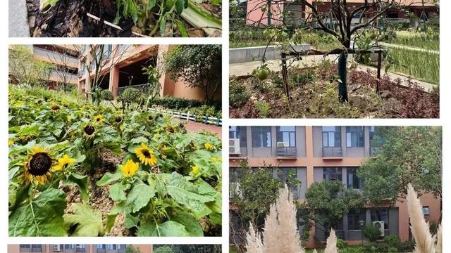 美丽的校园三年级作文