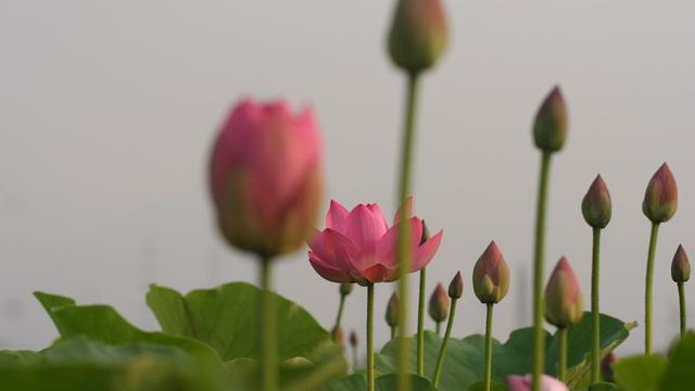 涉江采芙蓉诗词鉴赏300字