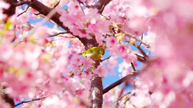 【精选】描写春天写景的作文汇总八篇