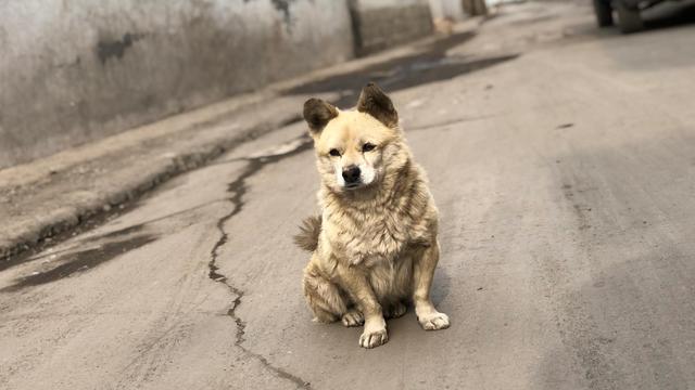 做梦梦见狗死了是什么预兆