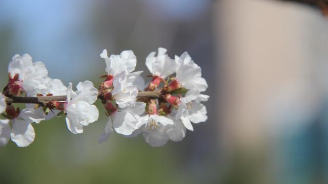 秋天枫叶红了诗句