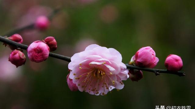 吟咏花木的诗句是什么