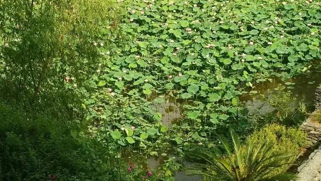 立秋感怀七律现代诗