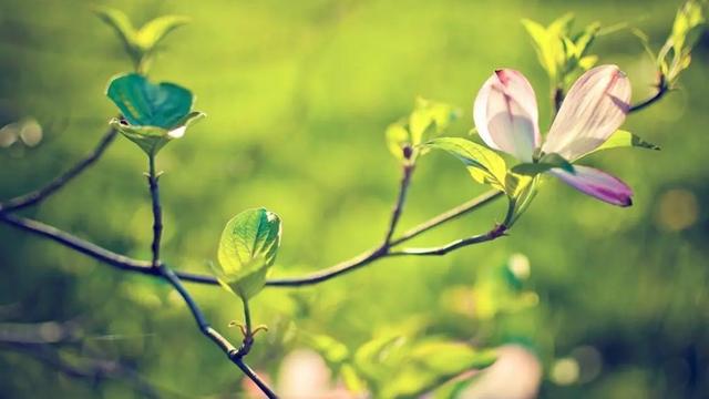 与花有关的古代诗词名句大全