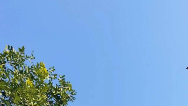 全新的自我作文