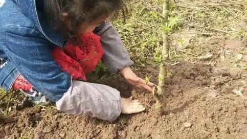 植树节活动总结通用