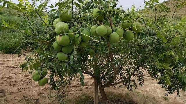 经济效益分析10篇