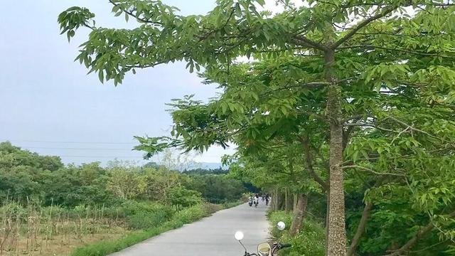 木棉树下的故事歌曲