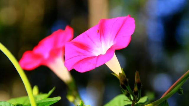 描写花的古诗名句