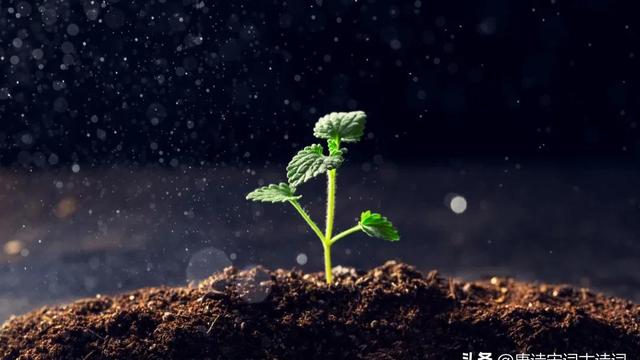 描写石崖上生长的小树的诗句
